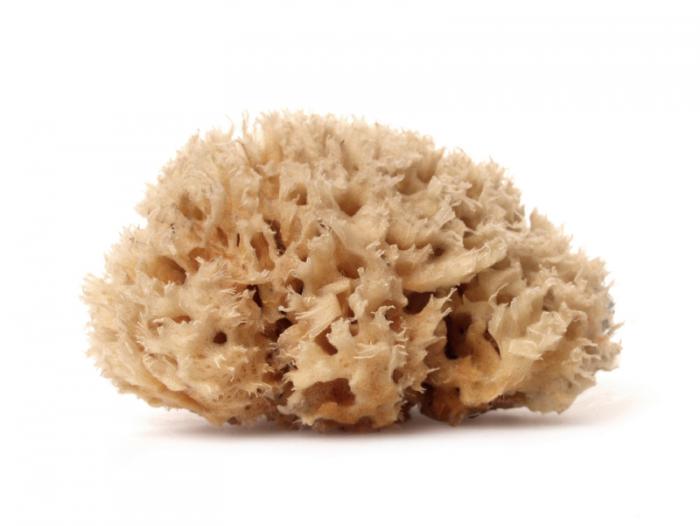 Sea sponge-derived drug could extend life for breast cancer patients