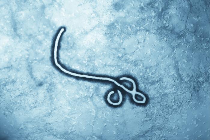 ebolavirus