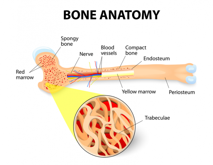 flat bone vs long bone