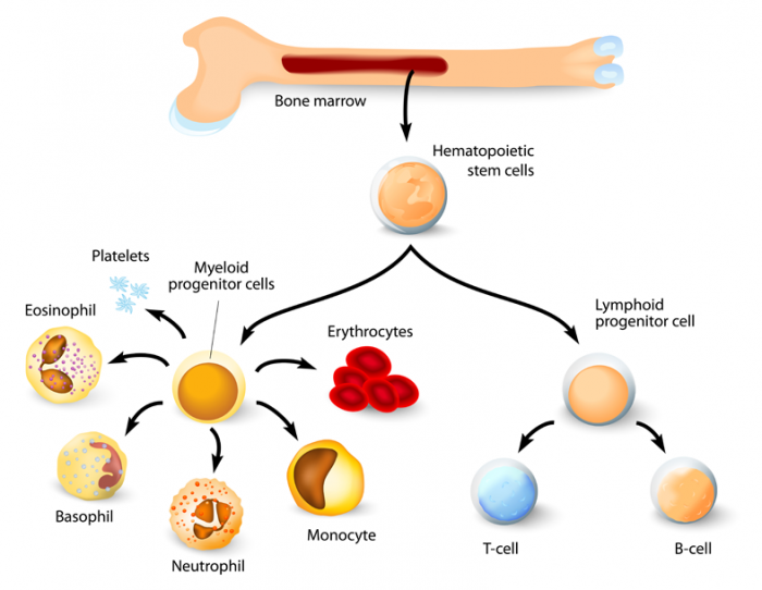 Does Blood Dna Change After Bone Marrow Transplant at Jonathan Diaz blog