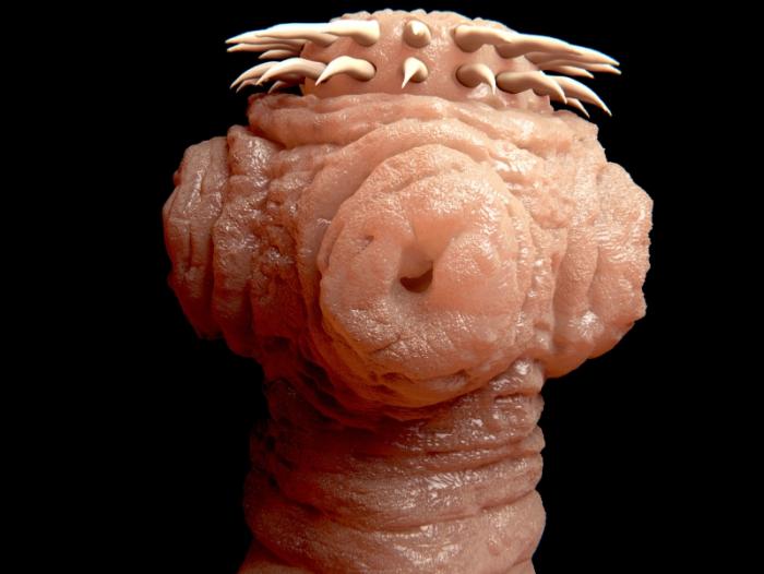 scolex tapeworm)