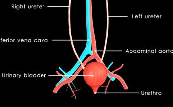 schematic showing bladder