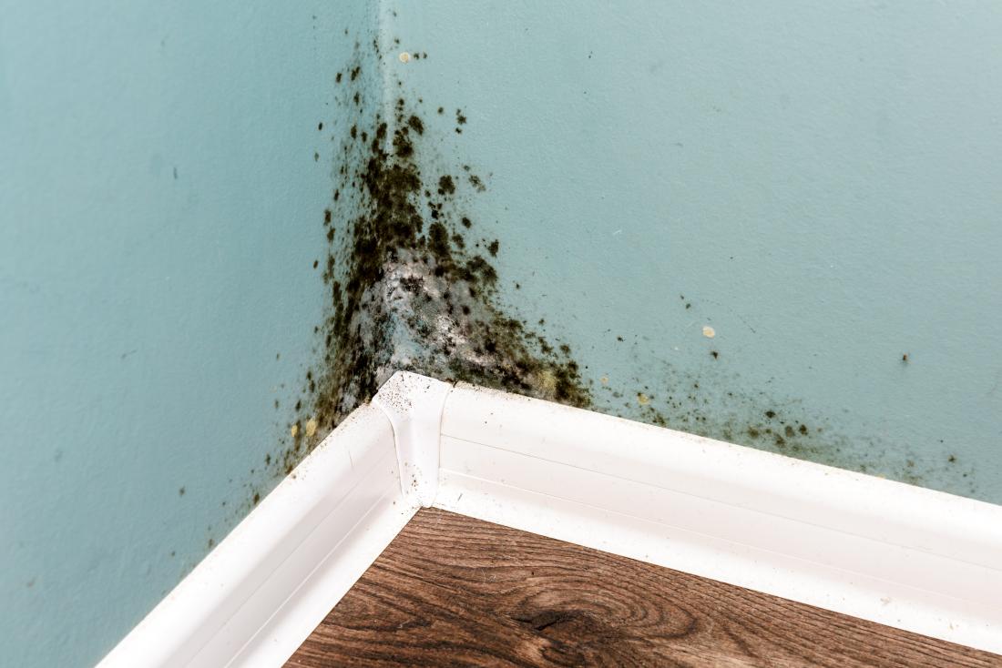 How to Find a Home or Apartment Free of Mold and Other Toxins