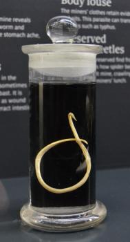 Adult Toxocara canis