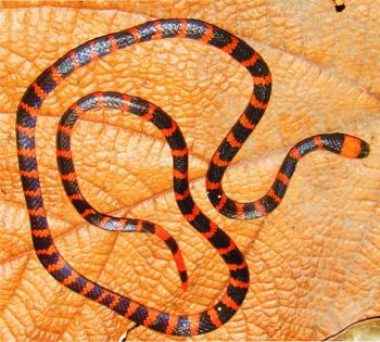 The Coral Snake Micrurus mipartitus