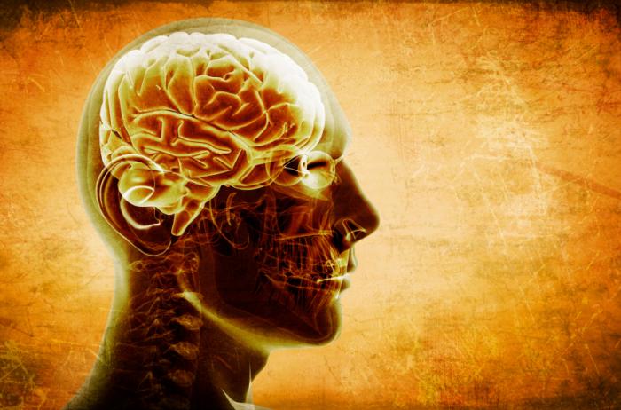 Image of the brain in head.