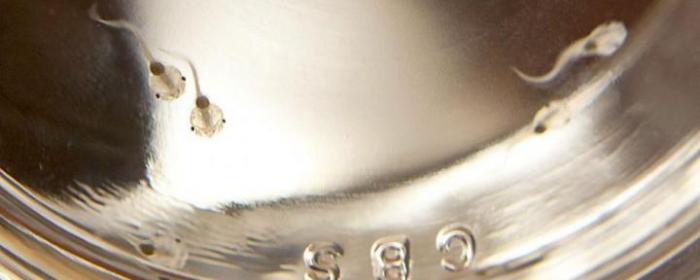 Tadpole Model