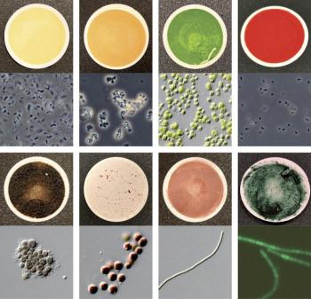 microorganism pigment samples