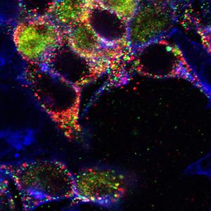 CLCA1 protein and ion channel TMEM16A