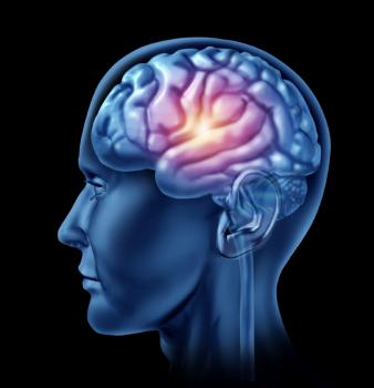 An illustration of the human brain