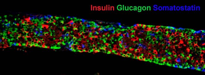 Pancreatic beta cells in mice
