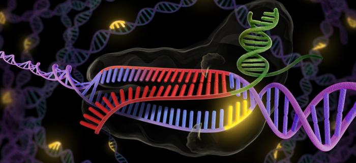 illustration of the bacterial enzyme Cas9