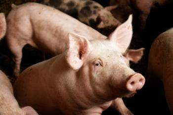 pigs