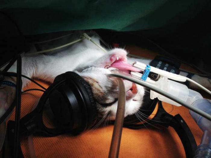 cat under anesthetic with headphones