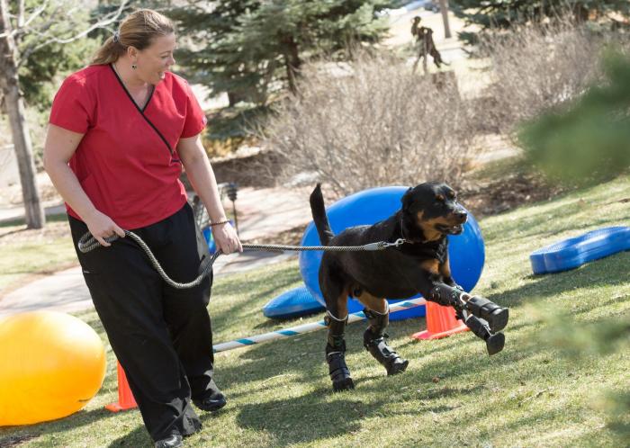 Brutus learns to use his four prosthetic limbs