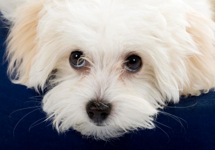 Puppy dog eyes\' explained by science