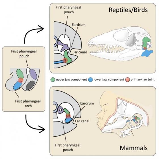 Morphology of the Primary Jaw Joint in Mammals and Reptiles/Birds