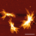 Huntingtin protein aggregates under an atomic force microscope