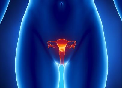 female reproductive system