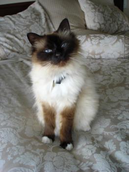 Birman Cat that Exhibits FARS