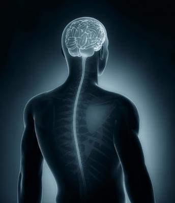 brain and spinal cord