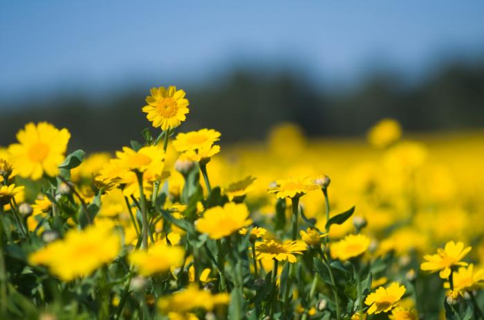 Meadow of flowers.