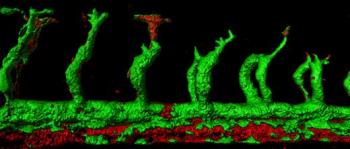 Zebrafish Embryos