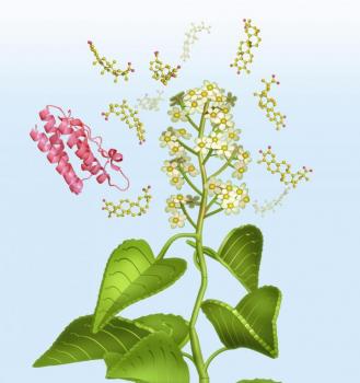 Leptin Sensitivity in Bloom