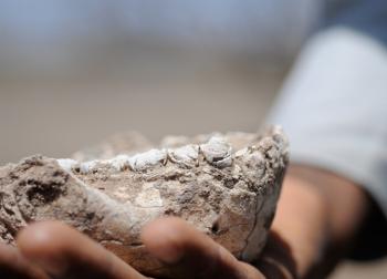 new hominin species jaw fossil