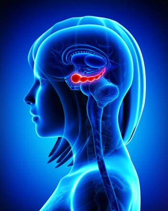 diagram of brain showing hippocampus