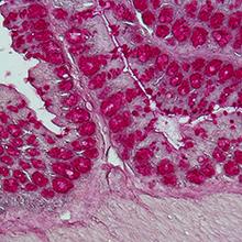 Histological staining of a colon section