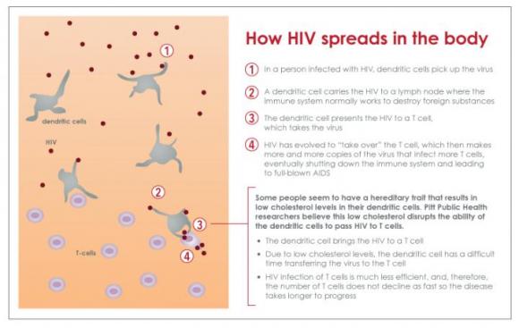 How HIV Spreads in the Body Infographic