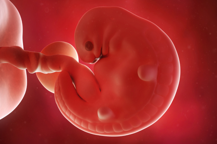 6-week-old-fetus.png