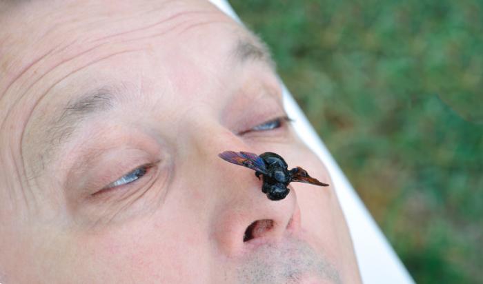 Red Paper Wasp Sting Treatment Iwish Iwas