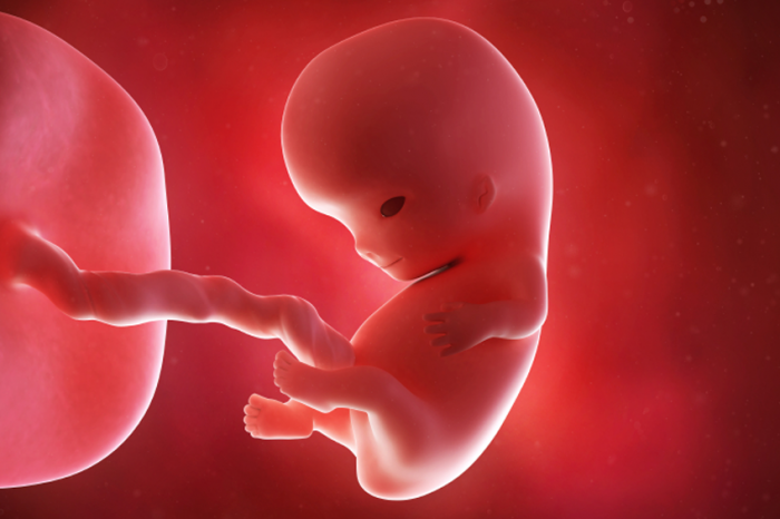 9-week-fetus.png