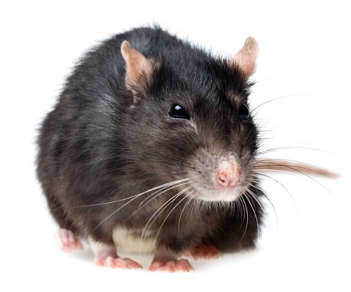 A large black rat.