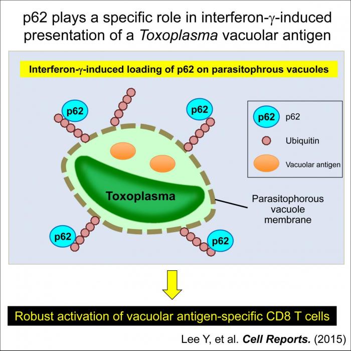 Role of p62 in toxoplasma infection