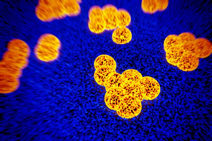 Bacteria under a microscope