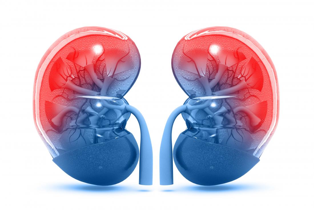 Chemicals in kidneys