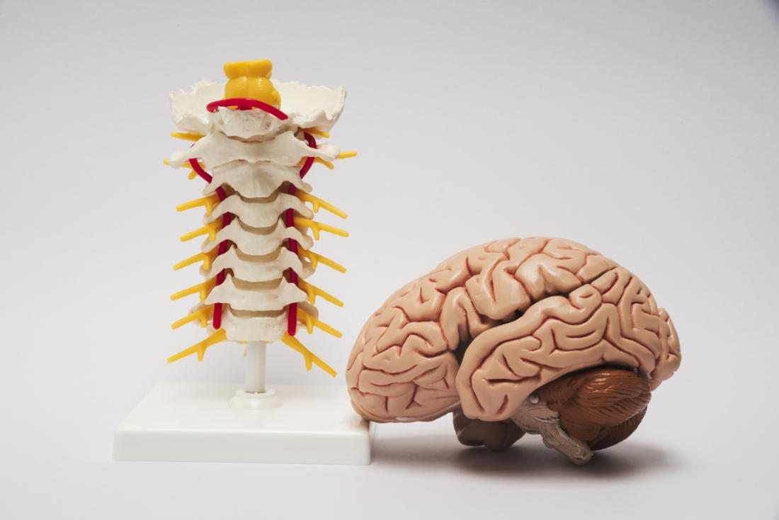 Central Nervous System Structure Function And Diseases