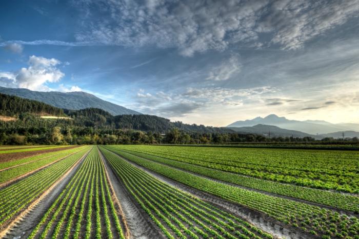 Crop fields