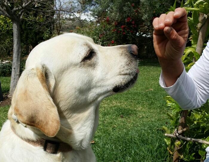 what food to feed labrador