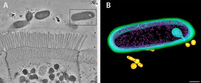 Bacteroides fragilis and Intestinal Epithelial Cells