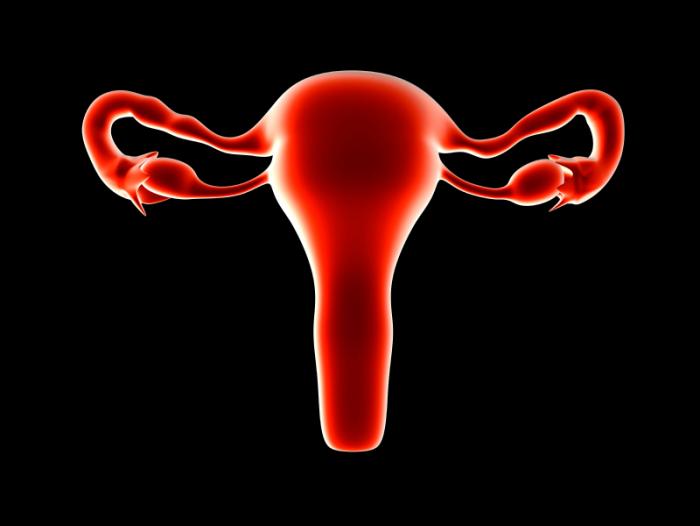 uterus, ovaries, fallopian tubes