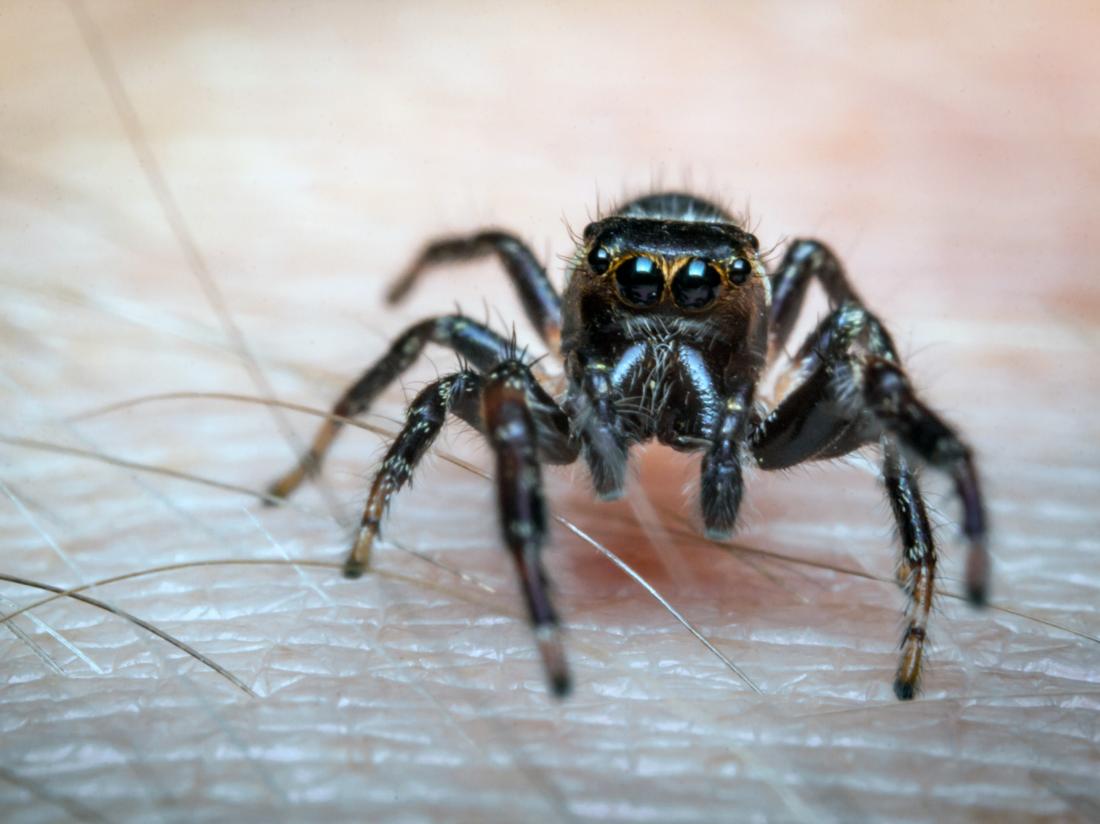 Do Spiders Bite In The Uk - 7 Pholcid Spider Facts You Need To Know Discover Wildlife : While this species usually like to live in the garden on wooden fences and in sheds this species is actually one of the most venomous spiders in the uk, behind the false widow and the pain of one biting you has been described as like.