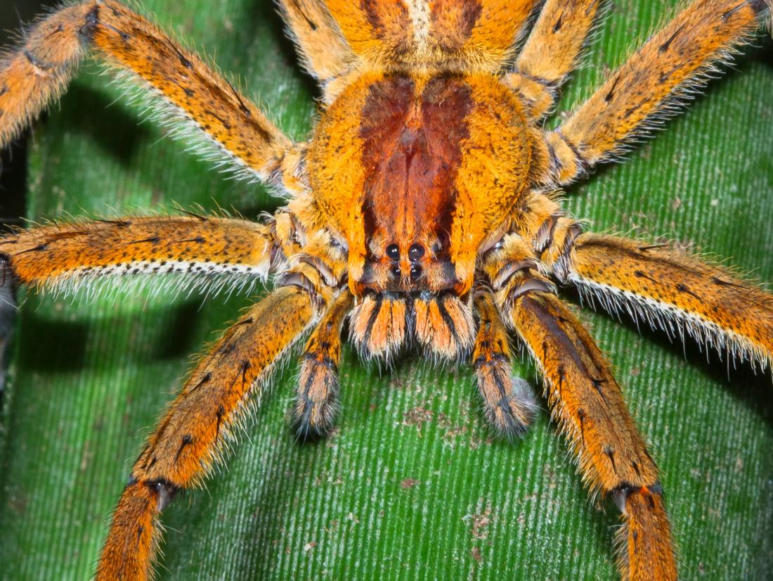 Brazilian Wandering Spider