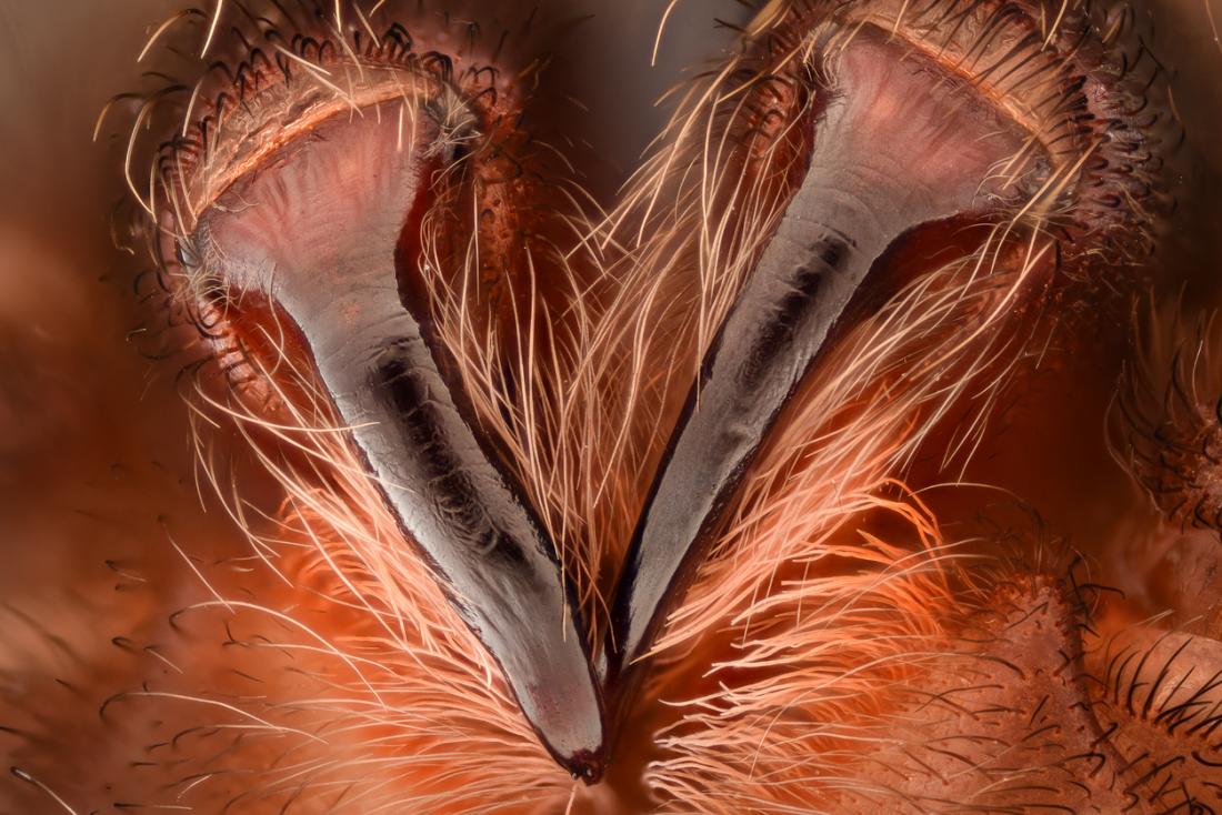 Brown Recluse Spider Fangs