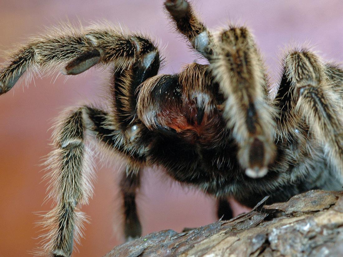 TARANTULA spider