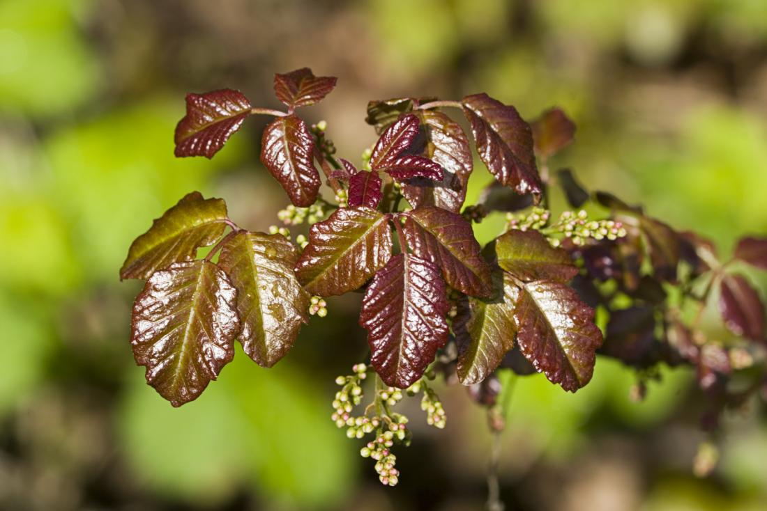 Poison oak rash Photos and treatment options