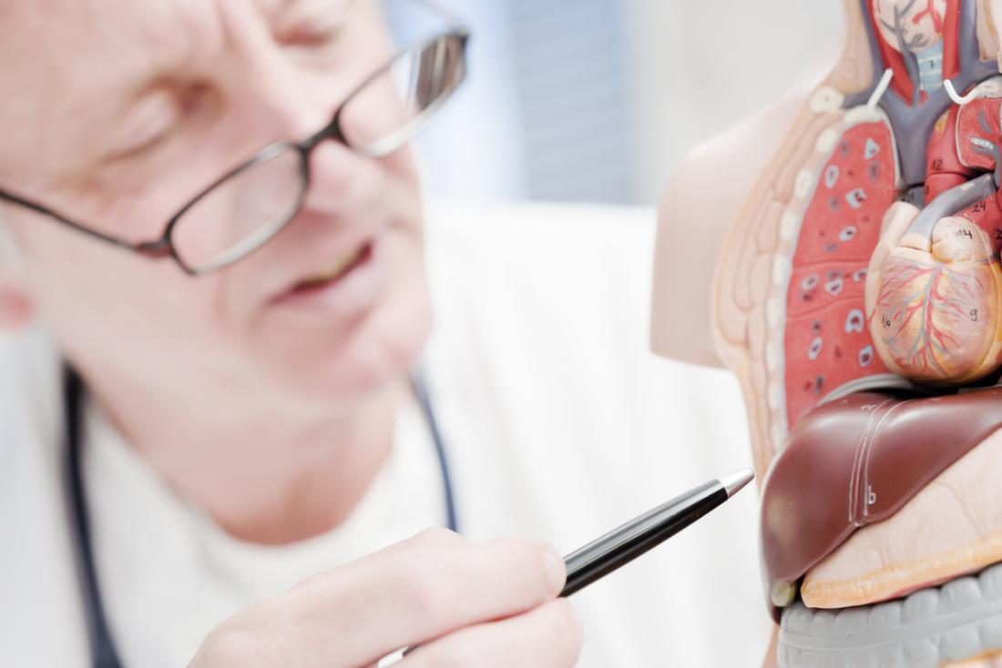 doctor showing a liver